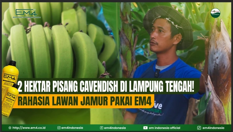 EM4 Indonesia